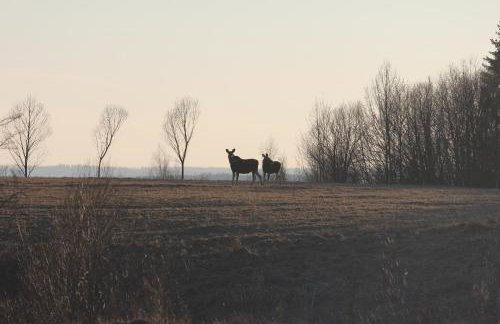 Mazury Garbate - Dom I przy Cisowym Jarze - Foto 64