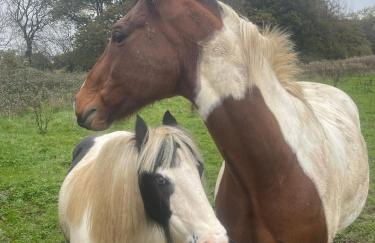 Mulberry House Farm Mulberry Lodge - Foto 25