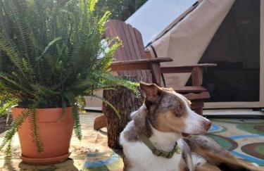 Forest Retreat: Immerse Yourself in Nature with this Chic Bell Tent in Loris, SC - Foto 15