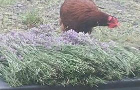 Agroturystyka Zaborski Sad - Foto 48