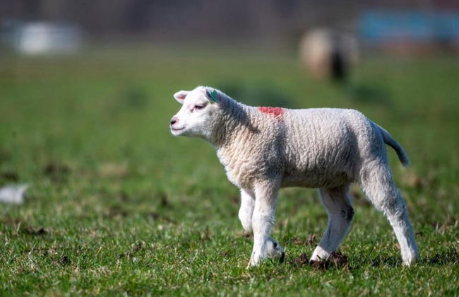 Apartment in Texel Near De Koog Center - Foto 37