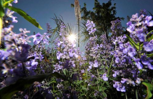 Ferienwohnungen im Fischerdorf und - Foto 12