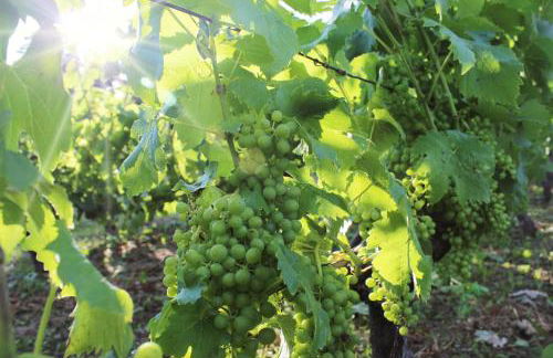 Ferienwohnung Weingut Winzerbar - Foto 11