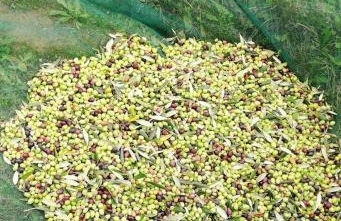 Agriturismo Fonte Belvedere - Foto 44