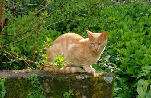 La Traversina - Agriturismo di Charme - Foto 11