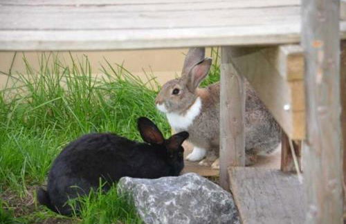 Hof Rossruck - Foto 10