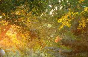 Strandvilla Waldhaus - Foto 70