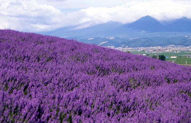 Tsuru Apartments - Foto 44