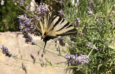 Apartmani Harmonija - Foto 30