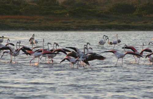 Albergo Residenziale Menhirs - Foto 38