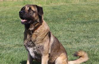 Herdade do Serra - Foto 21