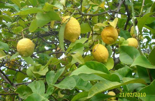 Dal Cavallaro - Foto 22