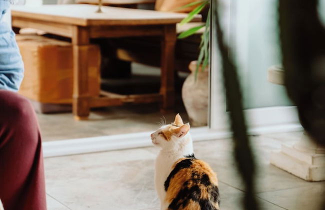 Mahakala Center - Foto 63