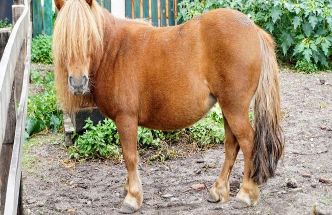 Villa in Sandberghe With Sauna and Comfort - Photo 31