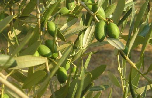 Casa Zio Nicola - Appartamento in Centro ad Andria - Foto 30