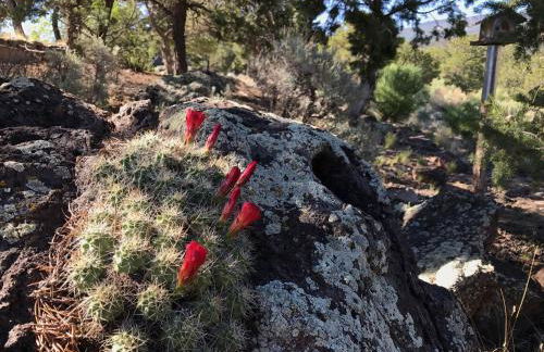 Tiny Creek Retreat - Foto 76