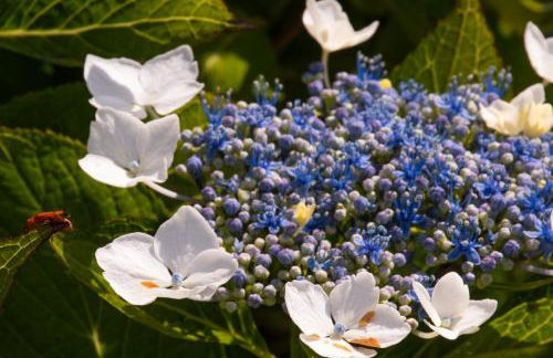 Complejo rural Alhelí - Apartamentos y habitaciones - Foto 33