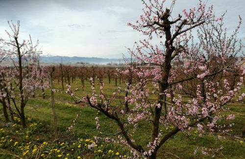 Ferienwohnung Hengnau in Wasserburg am Bodensee - Foto 12