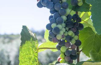 Solar Alegria - Foto 29