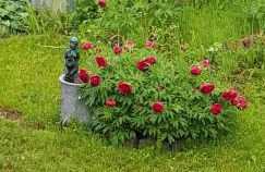 Ferienwohnung-Wald - Foto 28