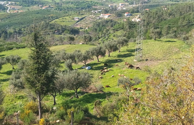 Casas do Castelo - Foto 65