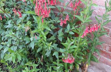 Rose Cottage, 2 Bedroom Cottage with character, near Southwold - Photo 24
