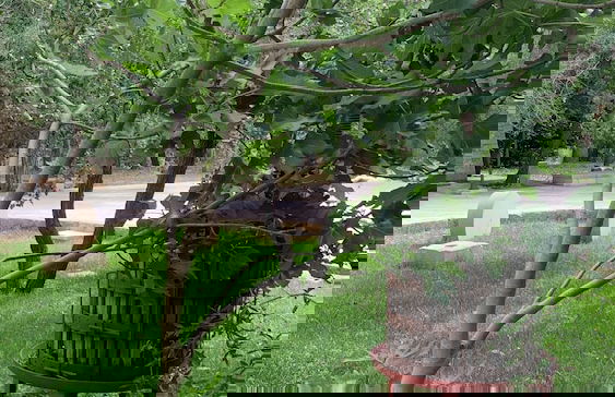 Tenuta Sidore - Photo 40