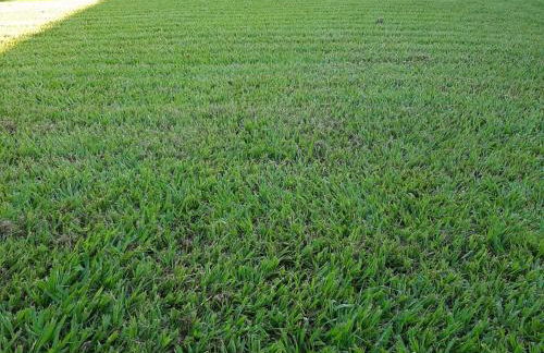 Chacara Oliva - Foto 26