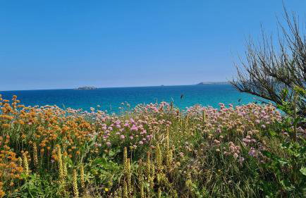 Detached Bungalow in North Cornwall - Foto 32