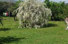 Colle Perazzoni - Foto 63