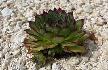 Studio apartman Fjaka - Foto 14