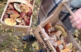 Mühlenbach Kotten- Bauernhofurlaub mit Hund und Pferd - Foto 23