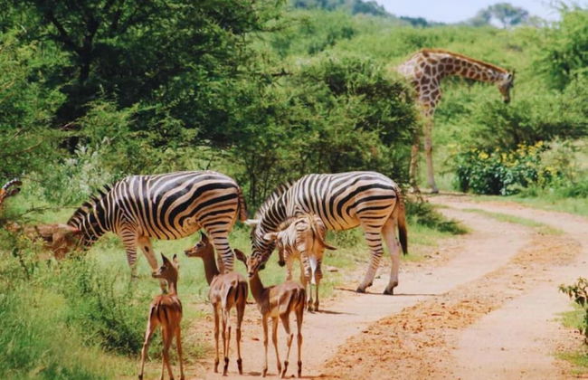 Buyskop Lodge - Foto 25