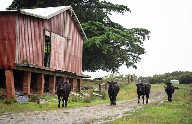 Icena Farm Accommodation - Foto 27