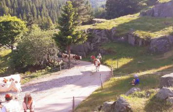 MUNSTER camping de la FECHT - Foto 25