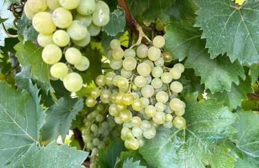 Casa do Lagar, Praia da Abrela - Foto 13