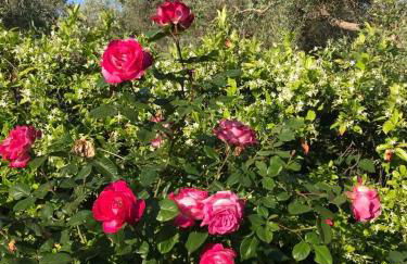 Bill's Garden Villa - Foto 15