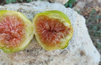 Villa PARADISO - Tra Ulivi e Tramonti da Cartolina - Foto 61