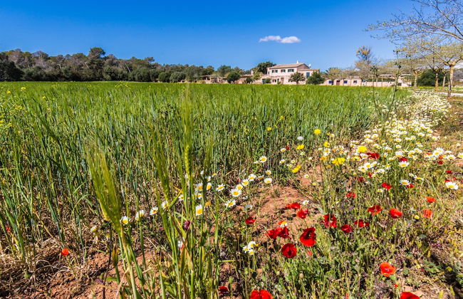 Finca Agroturismo Sa Cova den Borino - Foto 73