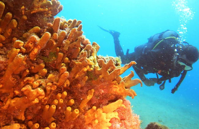 Puerto del Carmen Beginners Scuba Diving Lesson - Foto 4