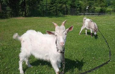 Agroturystyka u Chlebków - Photo 71