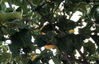 ARETI Sea View Mountain Cottage - Foto 18