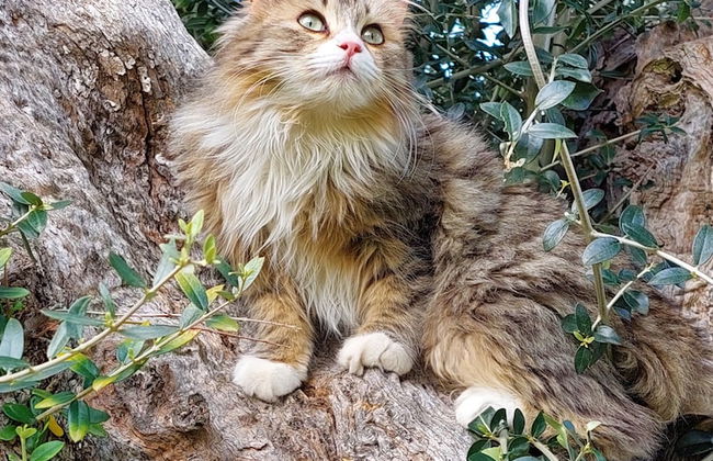 La Piana degli Ulivi - Foto 54