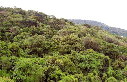 Estúdio Laranjeiras - Photo 4