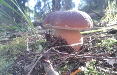 Wiejska Chata - Foto 55