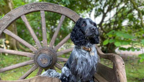 Luxury Escape with Hot Tub in County Antrim - Foto 5, Garden