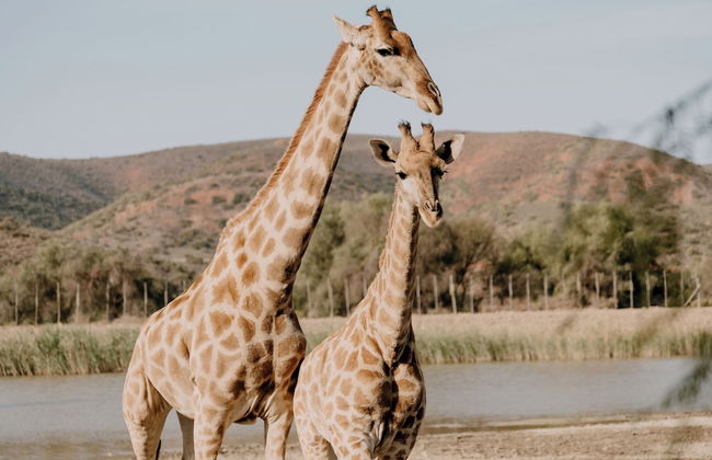 Chandelier Game Lodge - Foto 54