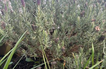 Compton House 1, Sea & Castle Views - Foto 70