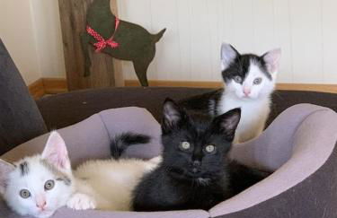 Hof Görrespesch-Ferien im Herzen der Schneifel - Foto 11