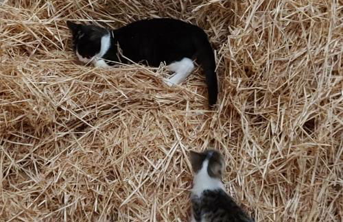 Großes Meer - Foto 11